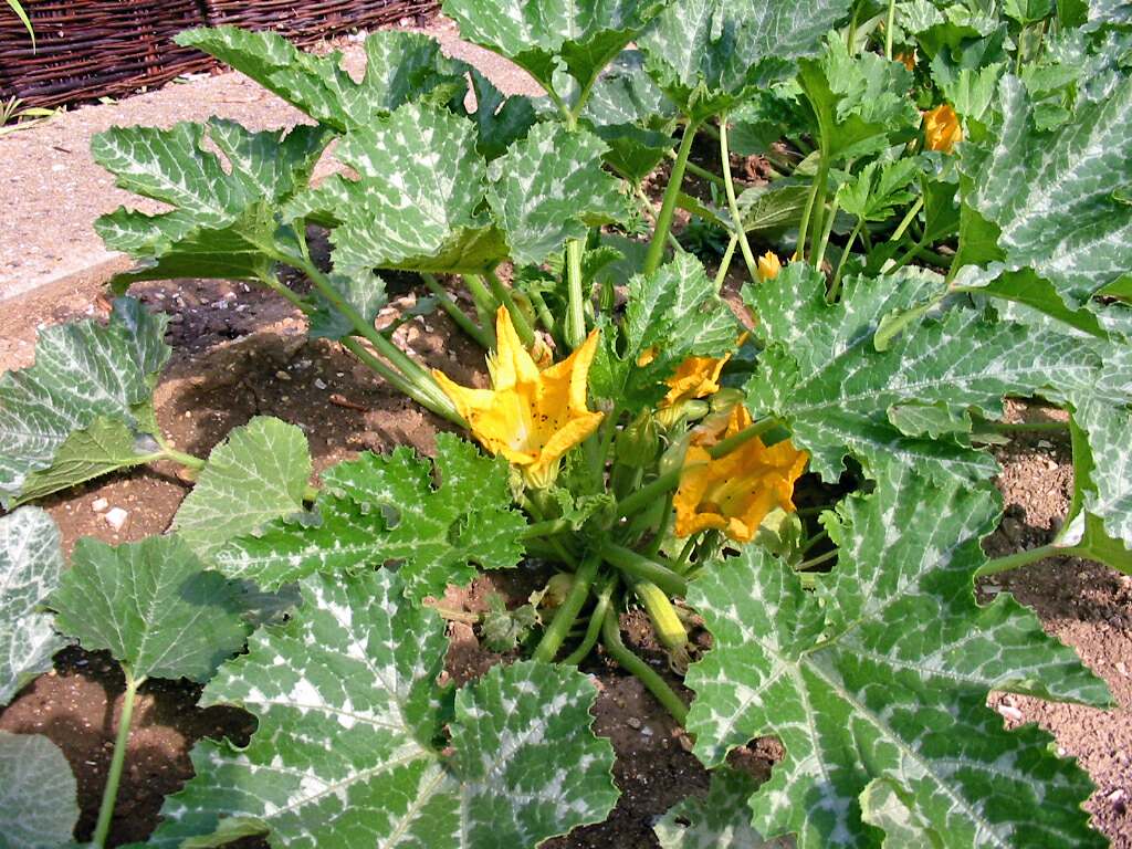 Abobrinha (Cucurbita pepo)