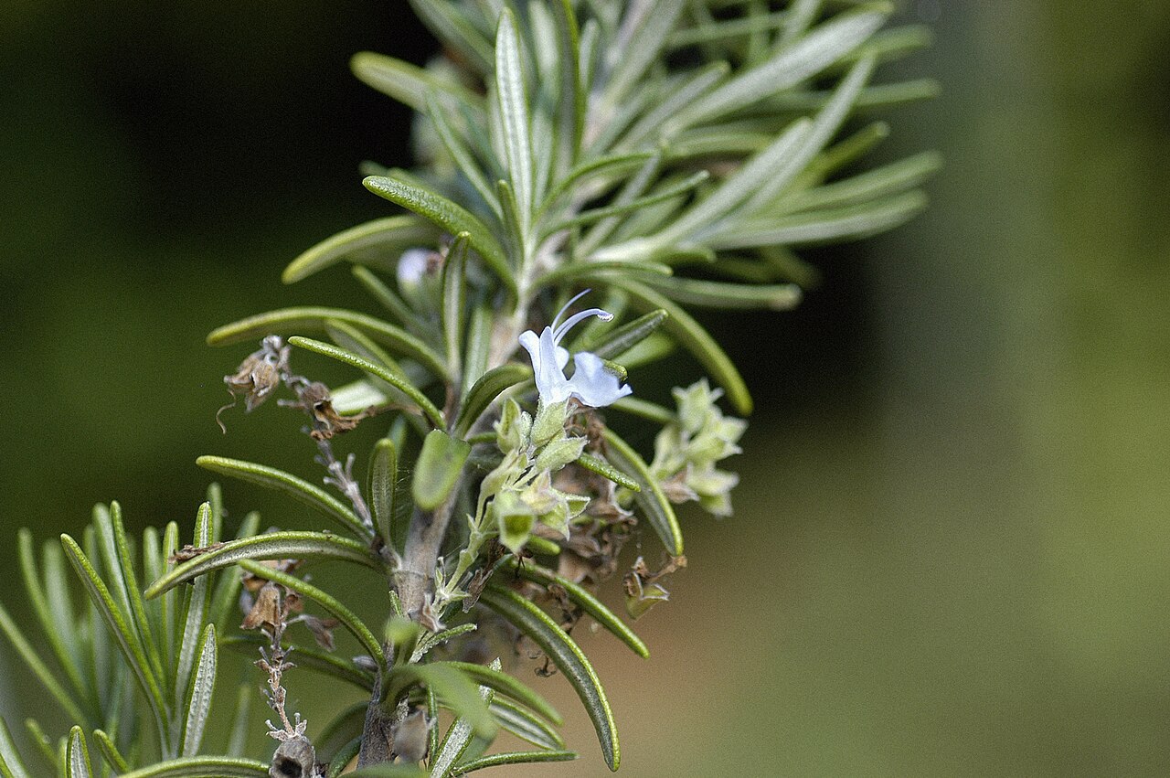 Alecrim (Salvia rosmarinus)