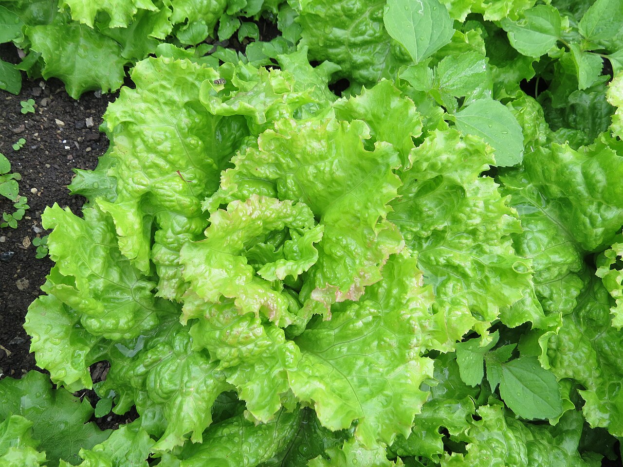 Alface (Lactuca sativa)