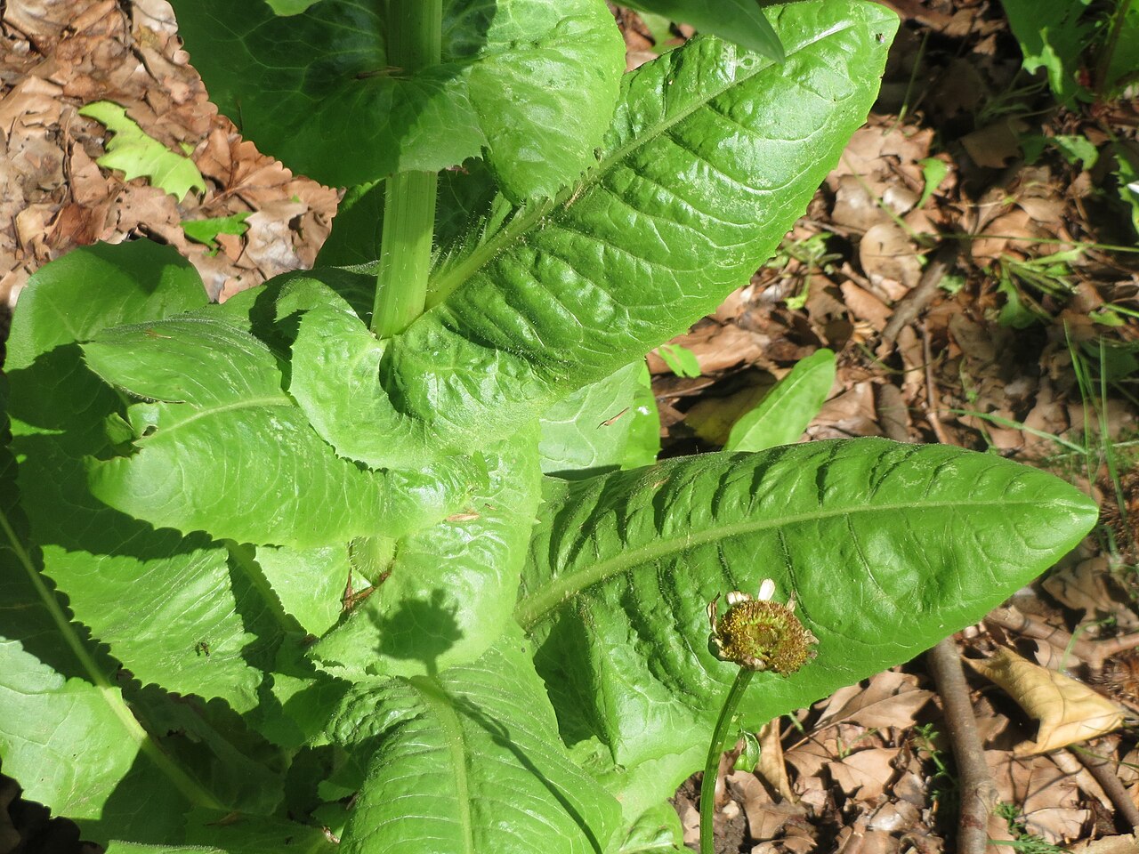 Almeirão (Cichorium intybus)