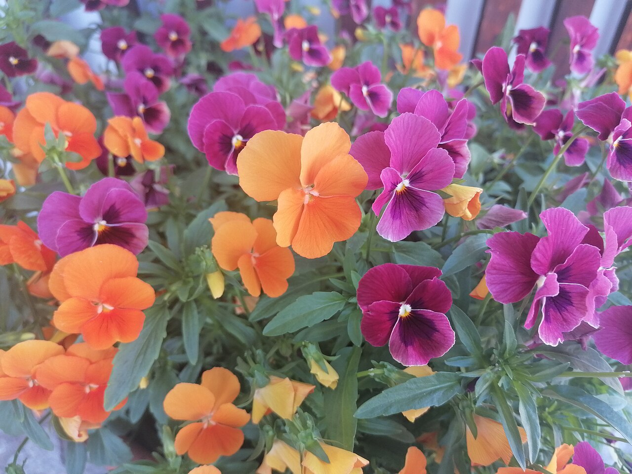 Amor-perfeito (Viola × wittrockiana)