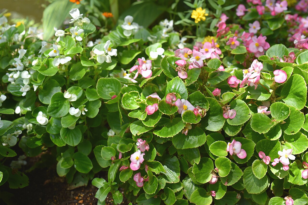 Begônia (Begonia semperflorens)