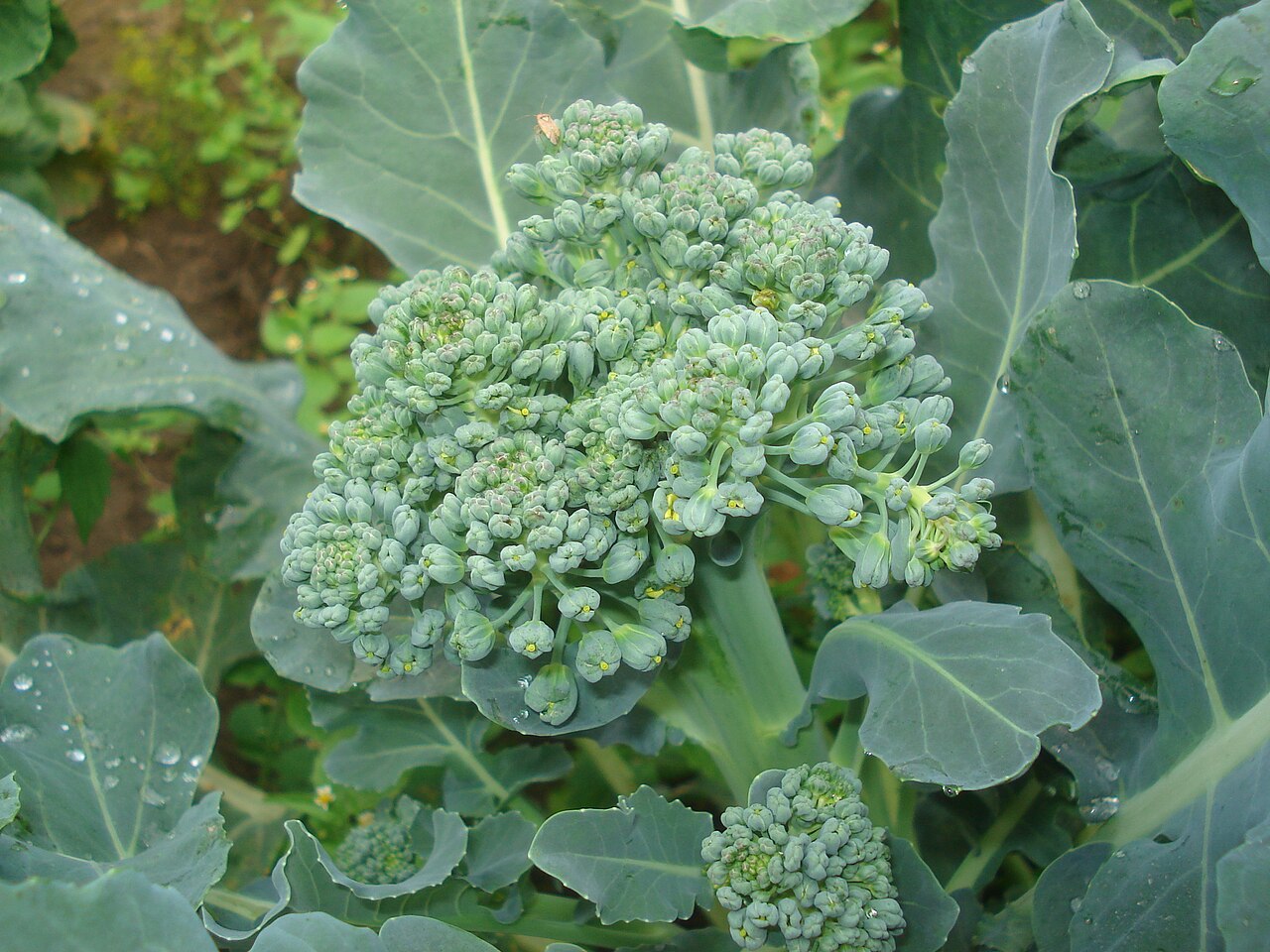 Brócolis (Brassica oleracea var. italica)
