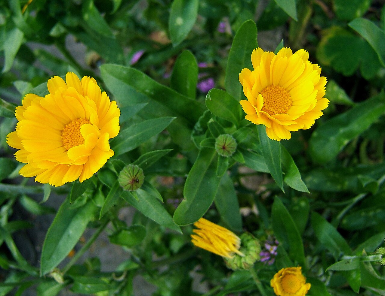 Calêndula (Calendula officinalis)