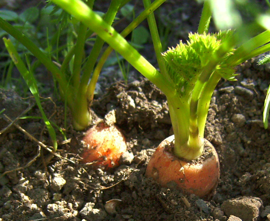 Cenoura (Daucus carota)