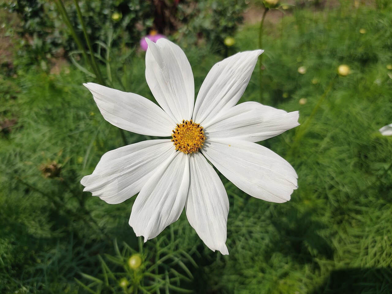 Cosmos (Cosmos bipinnatus)