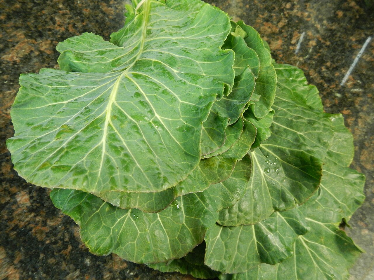 Couve (Brassica oleracea var. acephala)
