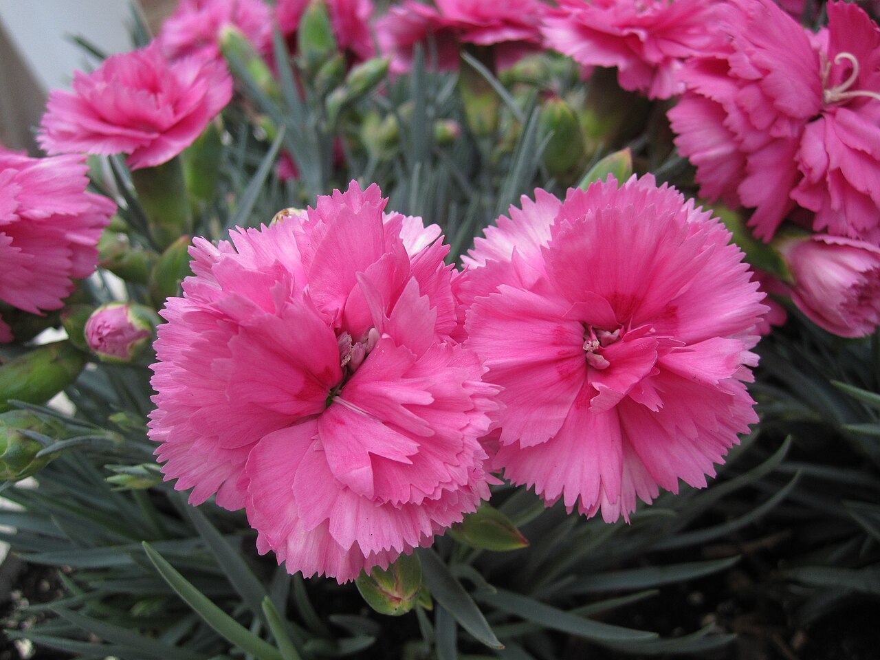 Cravo (Dianthus caryophyllus)