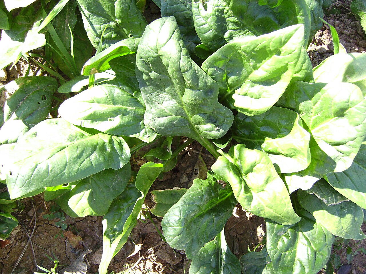 Espinafre (Spinacia oleracea)