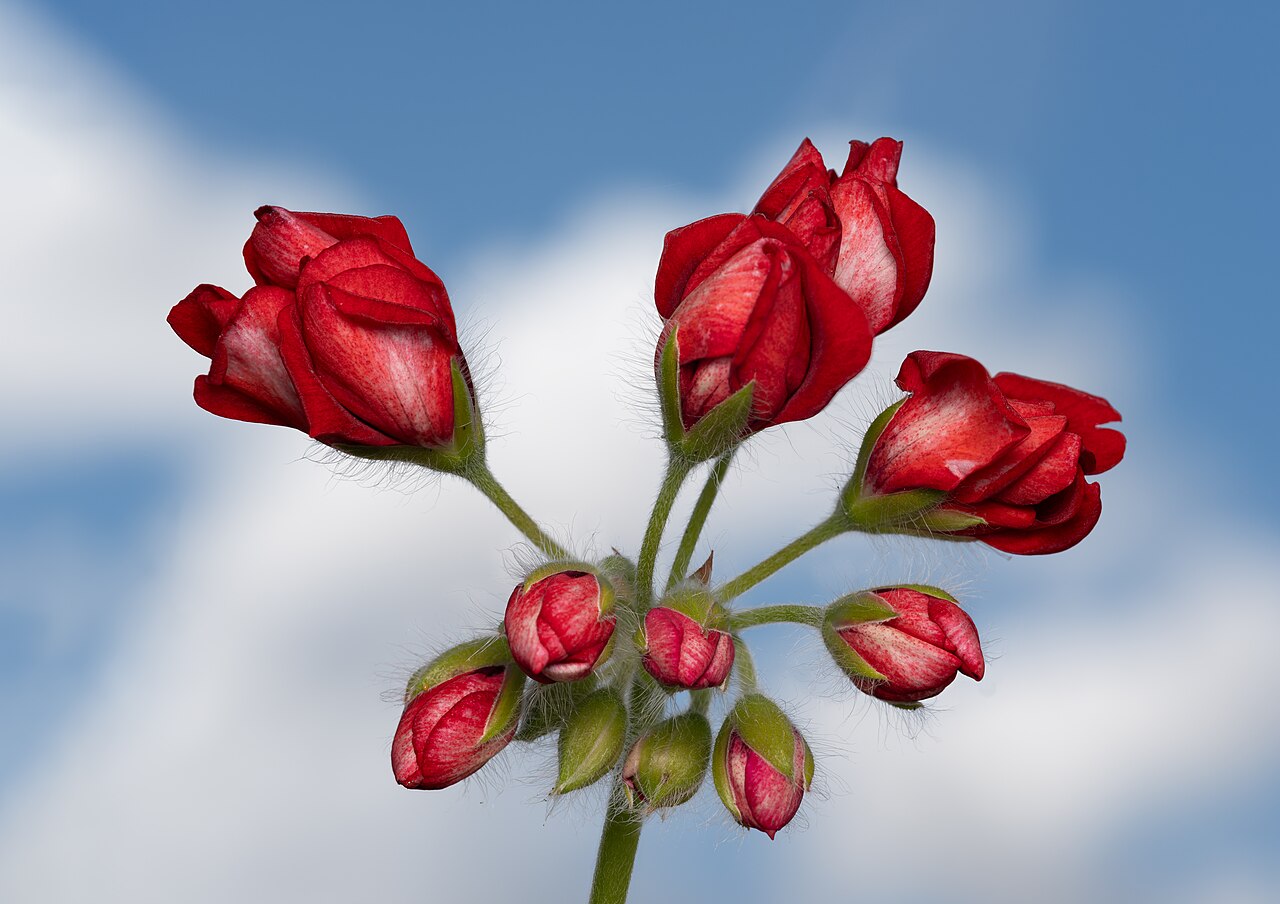 Gerânio (Pelargonium × hortorum)