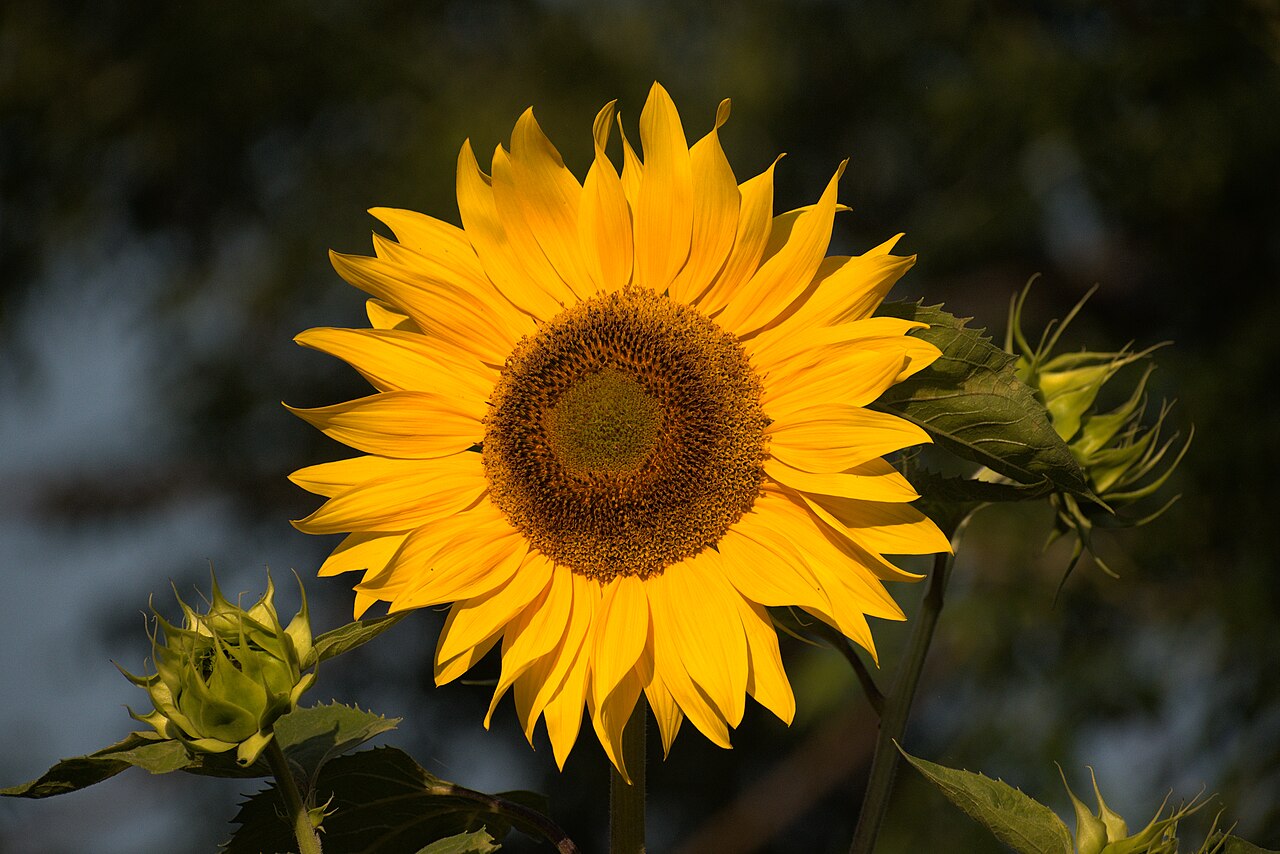 Girassol (Helianthus annuus)