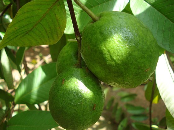 Goiaba