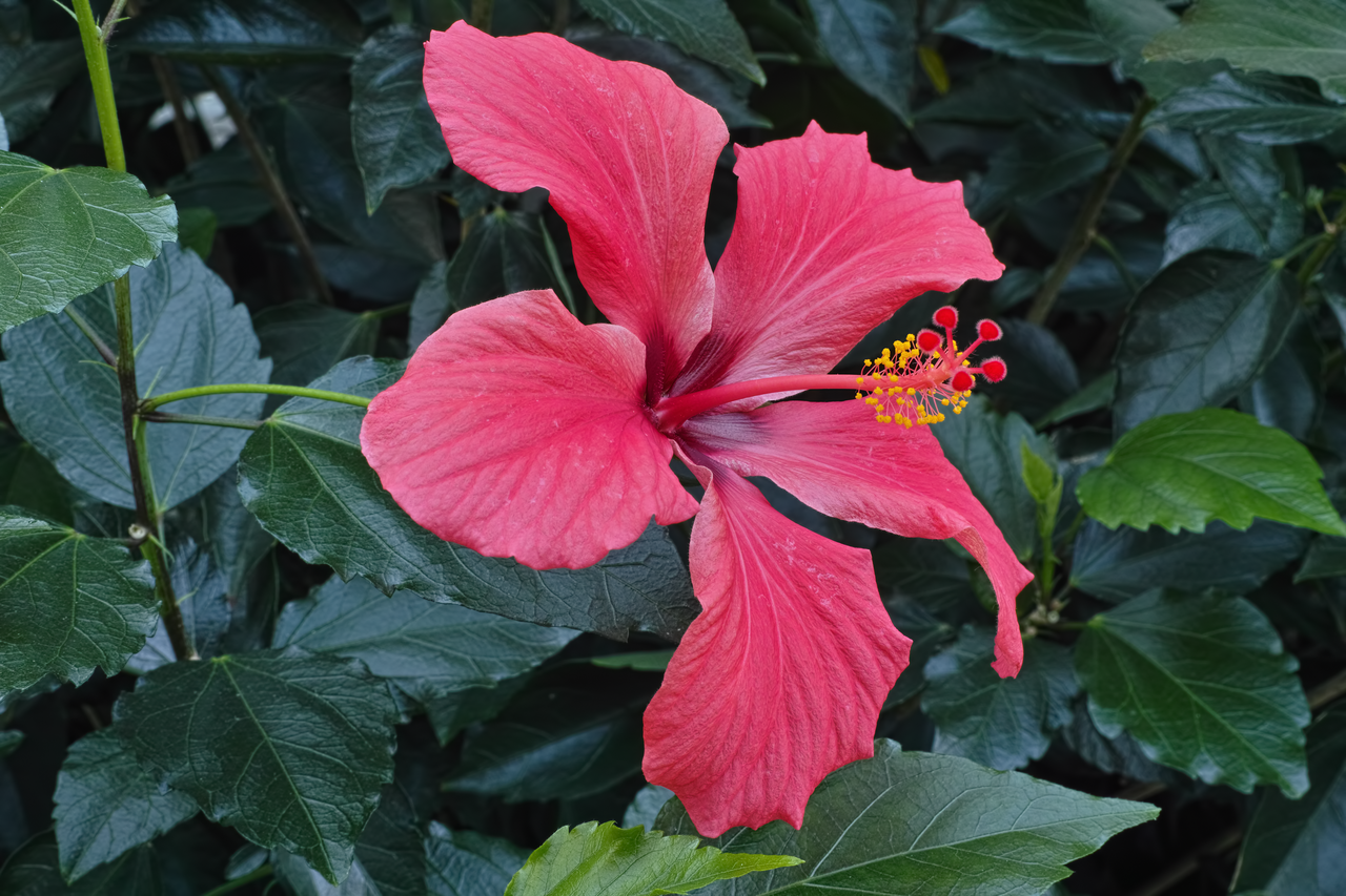 Hibisco (Hibiscus rosa-sinensis)