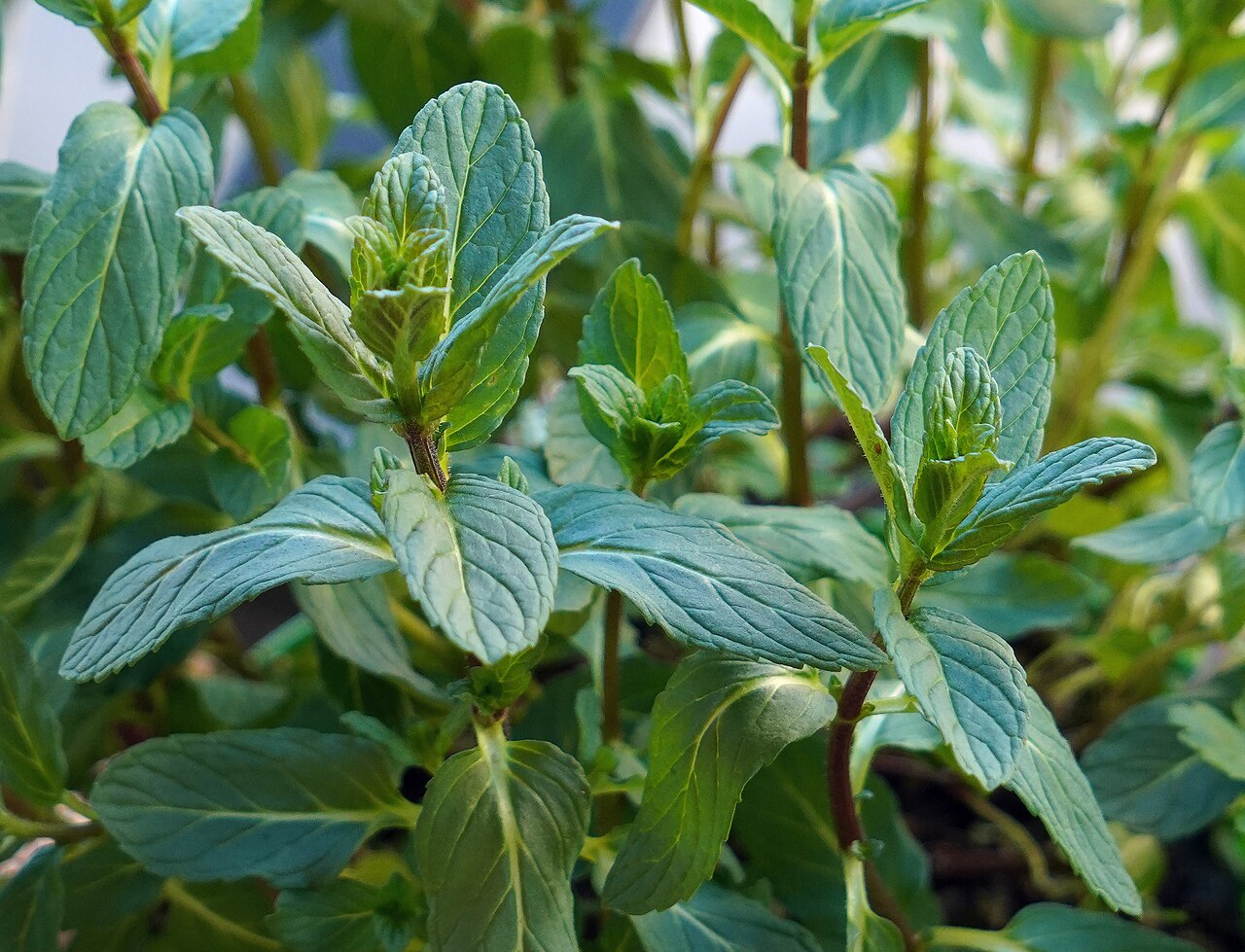 Hortelã (Mentha spicata)