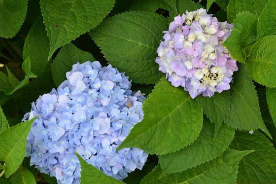 Hortênsia