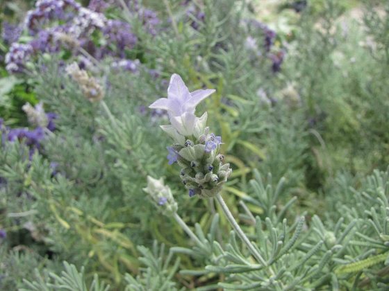Lavanda