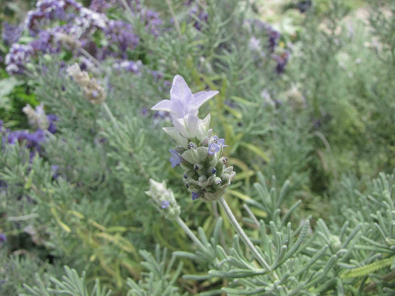 Lavanda (Lavandula dentata)