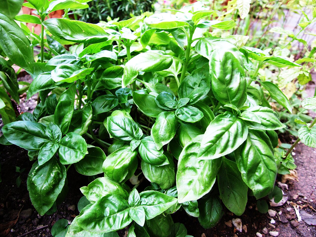 Manjericão (Ocimum basilicum)
