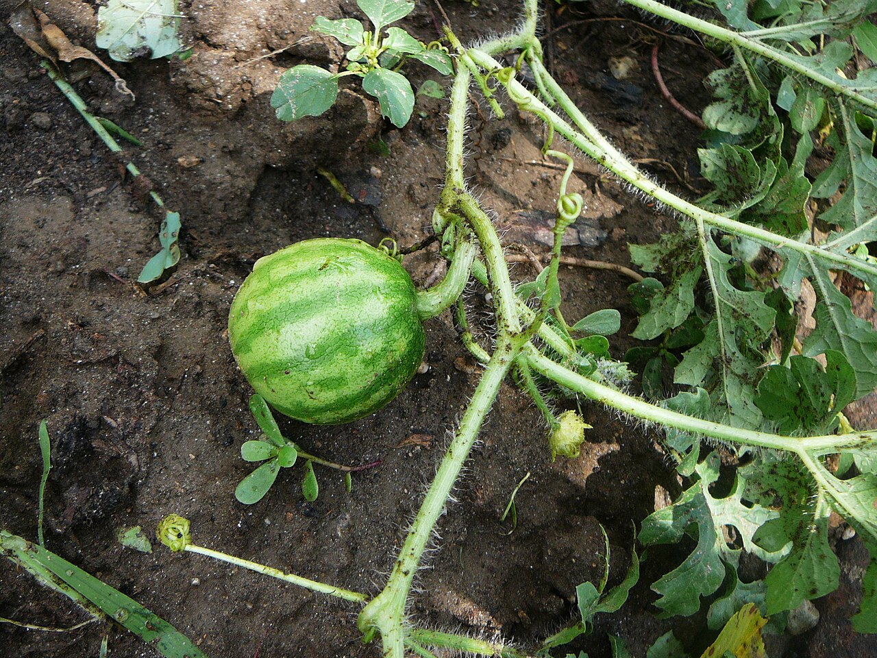 Melancia (Citrullus lanatus)