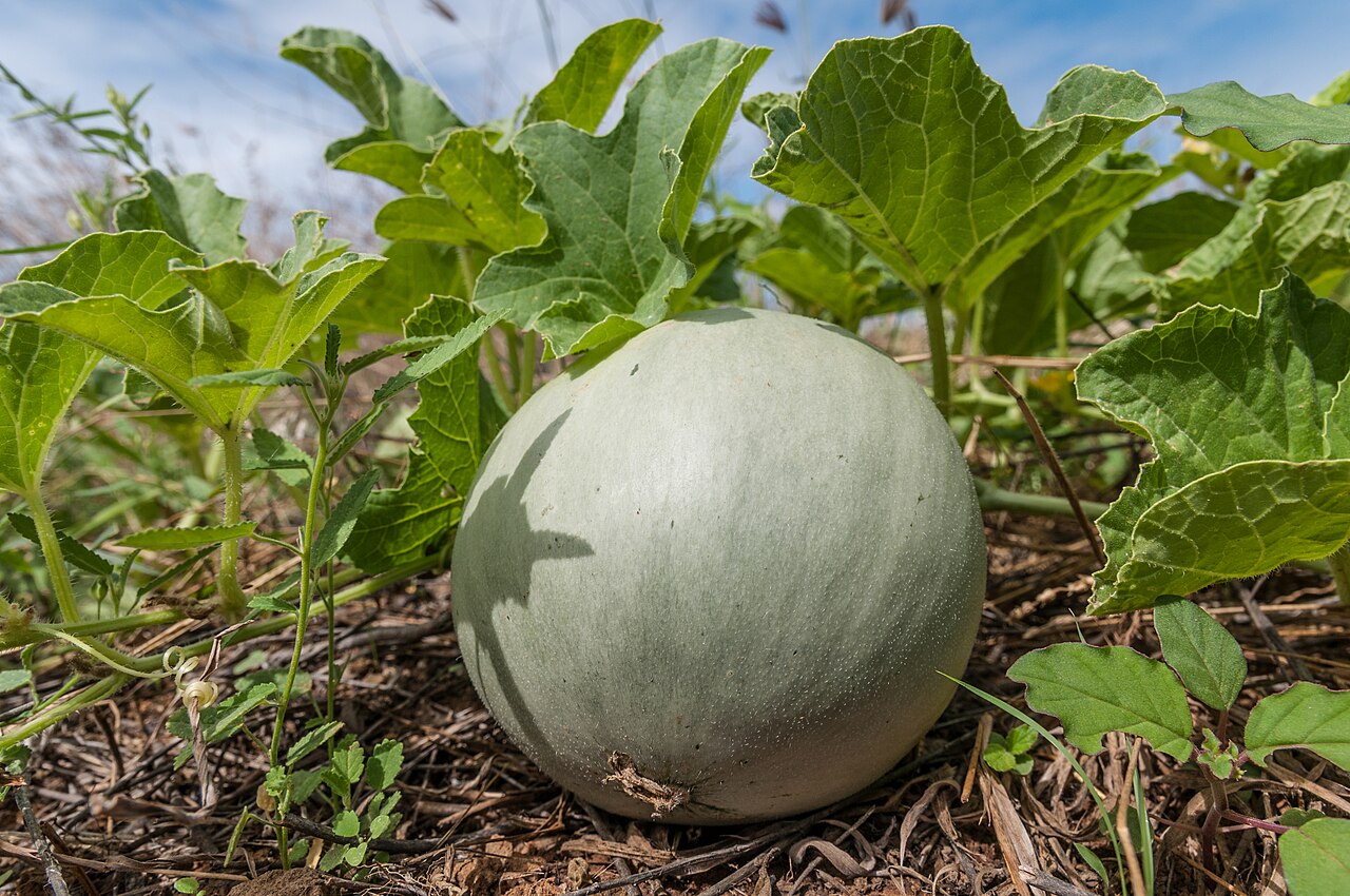 Melão (Cucumis melo)