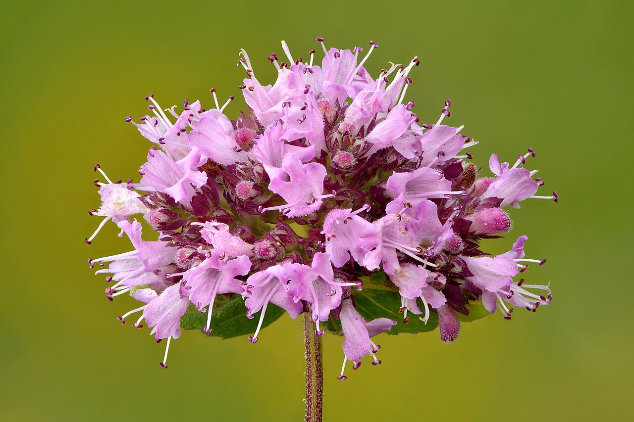 Orégano (Origanum vulgare)