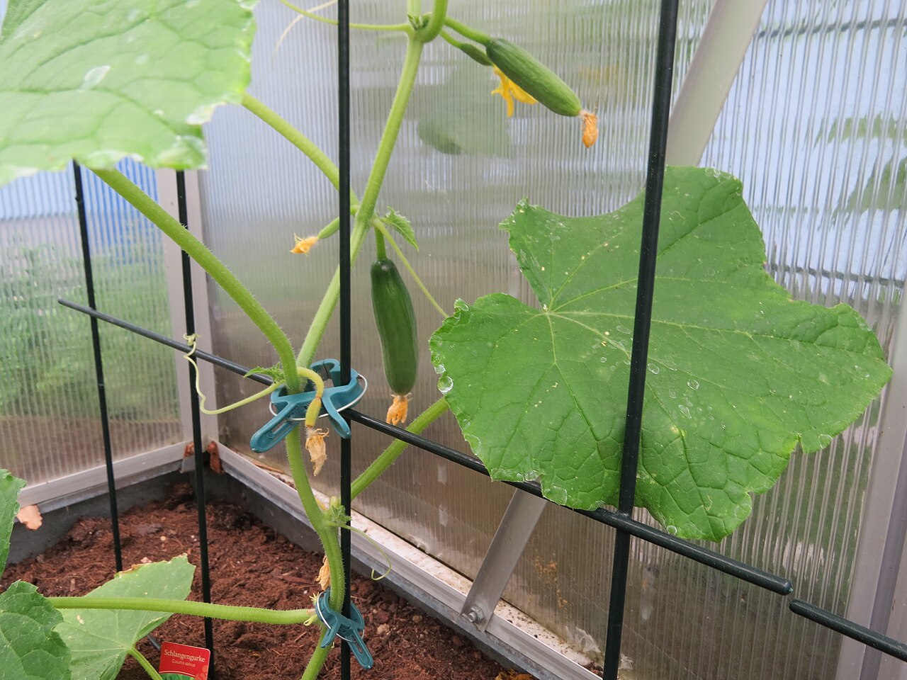 Pepino (Cucumis sativus)