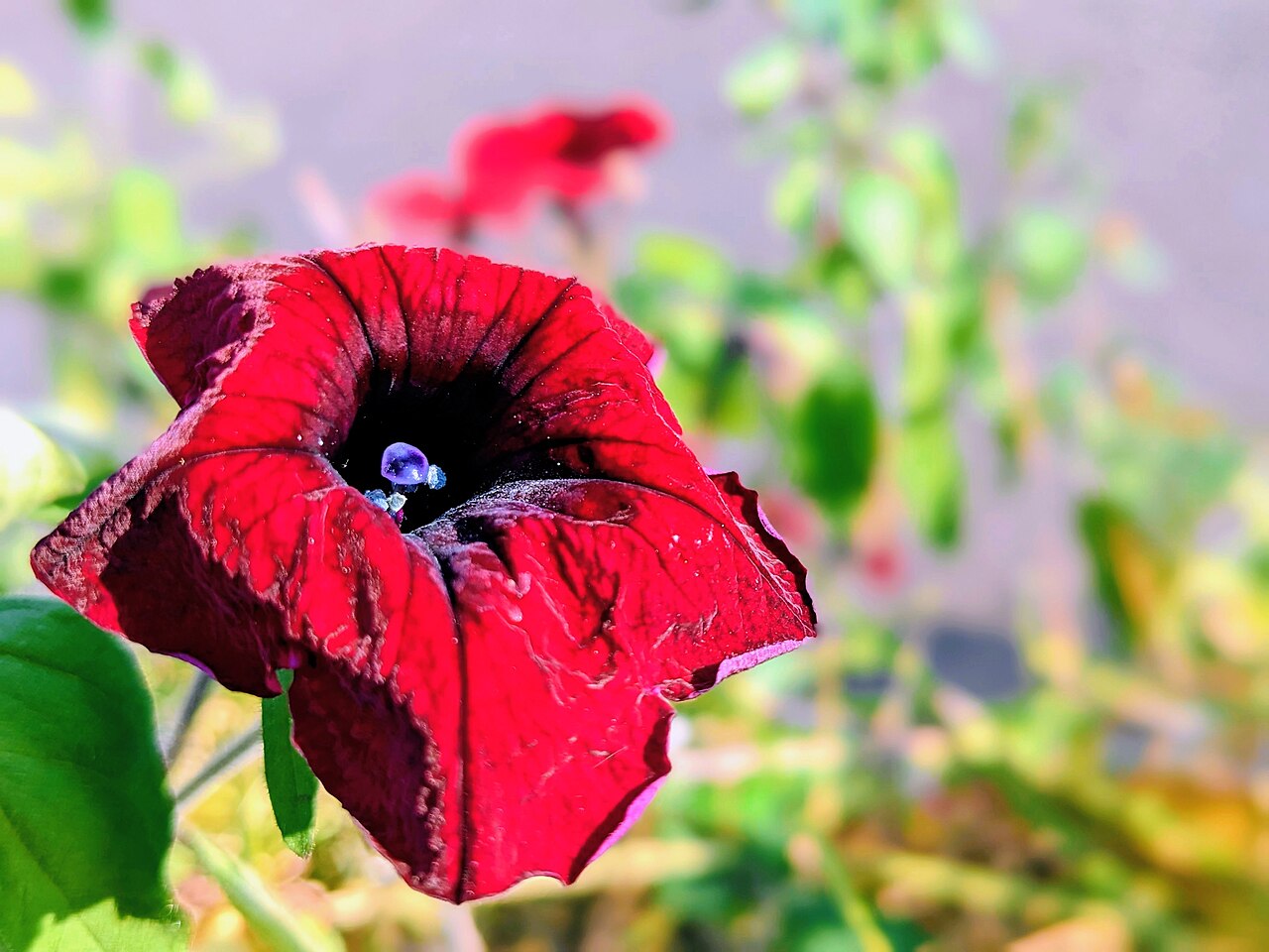 Petúnia (Petunia × atkinsiana)