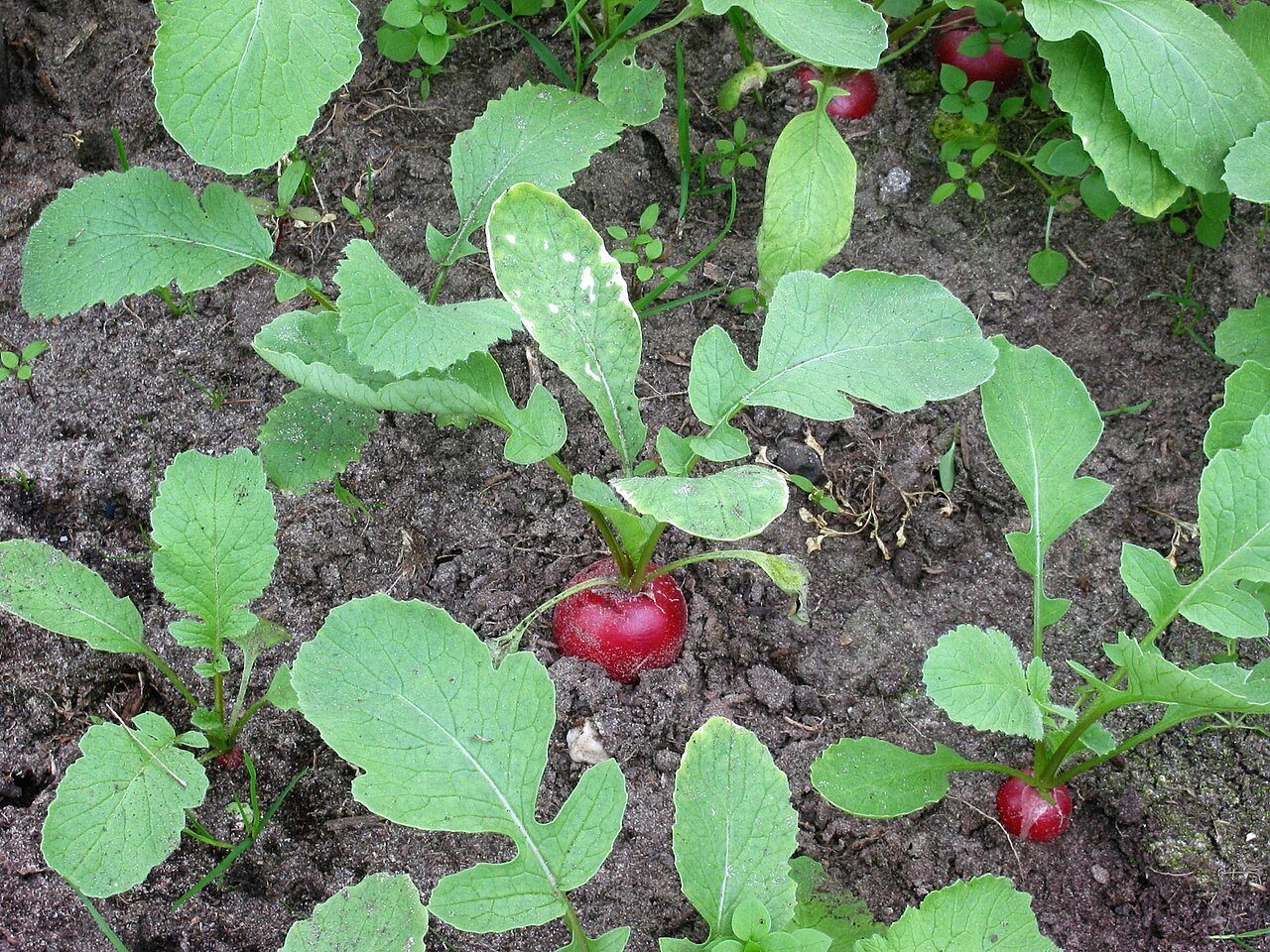Rabanete (Raphanus sativus)