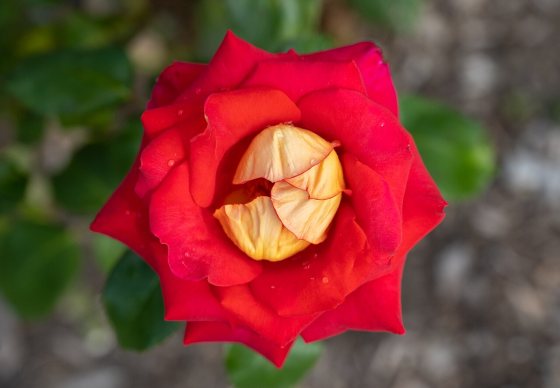 Rosa