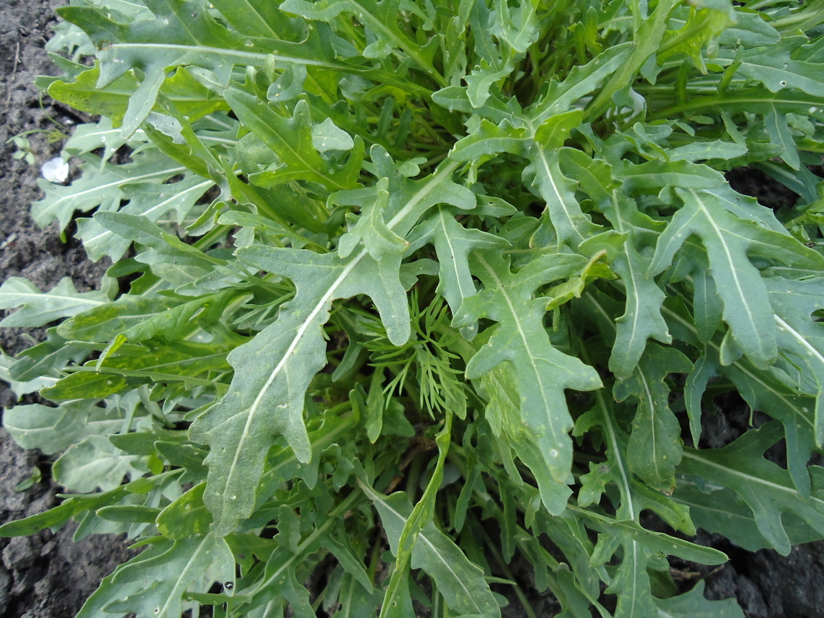 Rúcula (Eruca vesicaria)