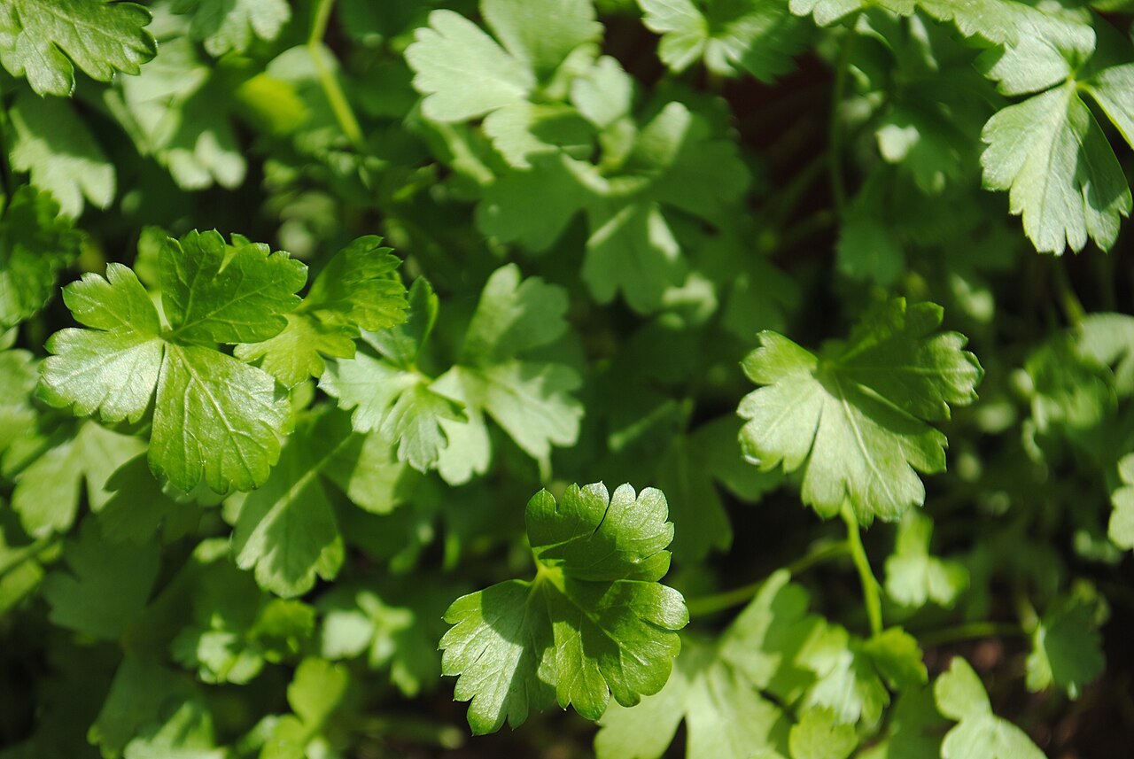 Salsa (Petroselinum crispum)