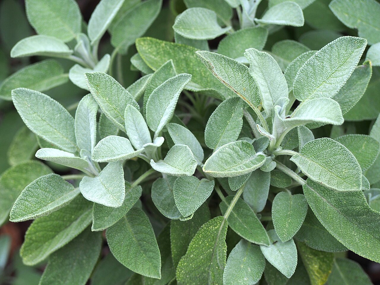 Sálvia (Salvia officinalis)