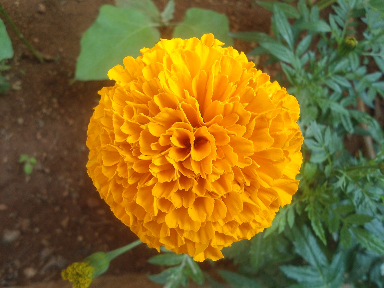 Tagete (Tagetes erecta)
