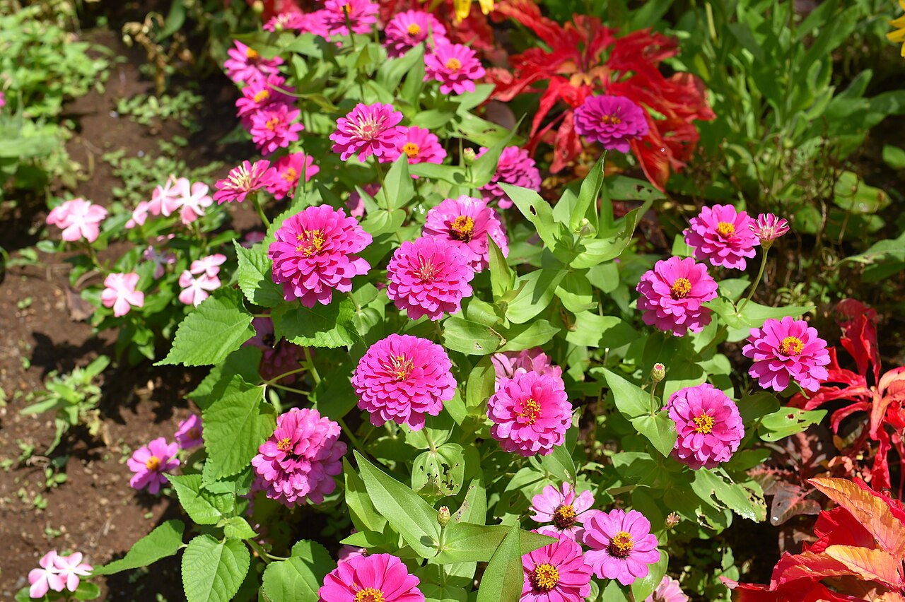 Zínia (Zinnia elegans)
